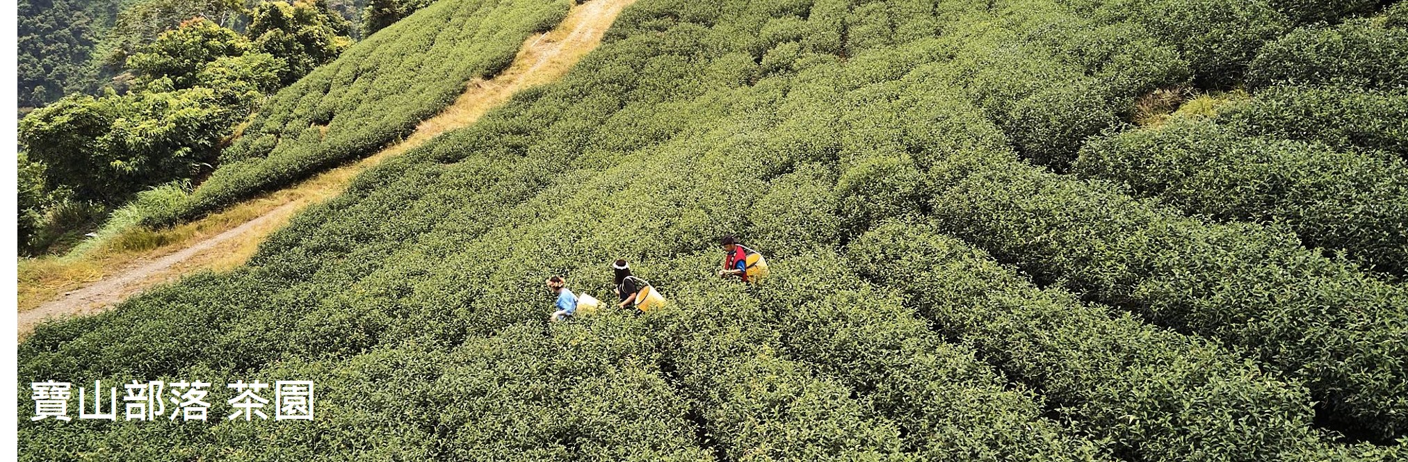 寶山部落 茶園
