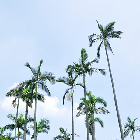椰子樹