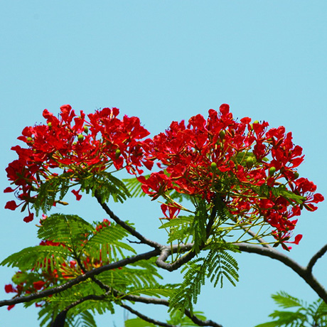 鳳凰木