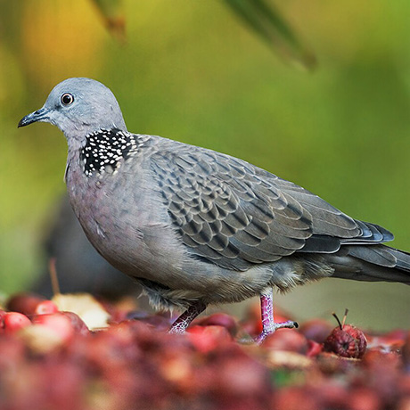斑頸鳩