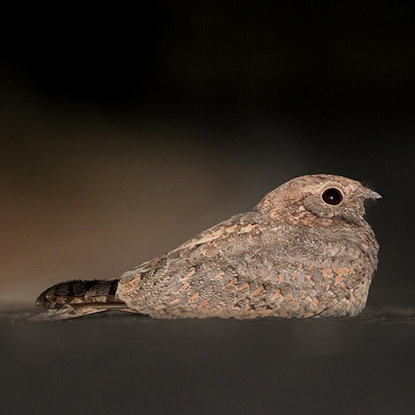 台灣夜鷹