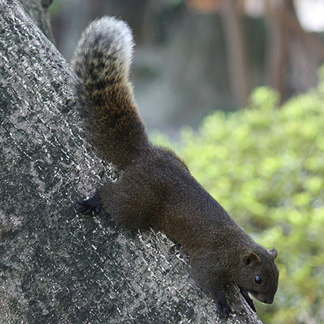 赤腹松鼠