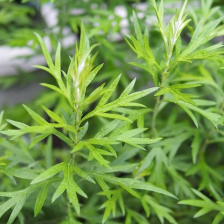 艾草，又稱艾仔、打板艾