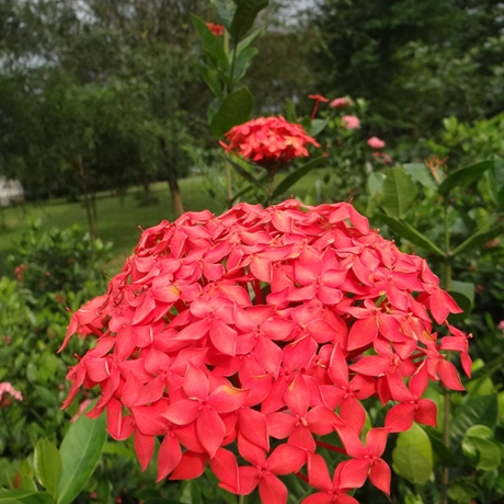 矮仙丹(新丁花)