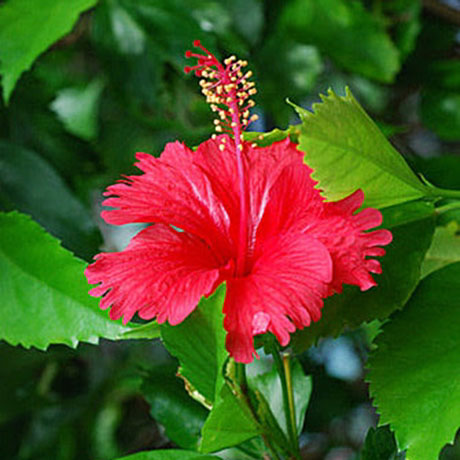 朱槿（大紅花）