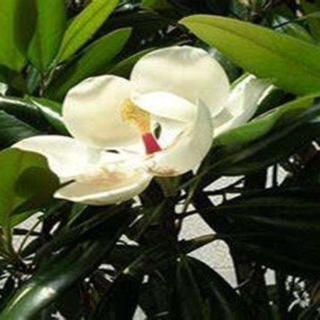 夜合花
