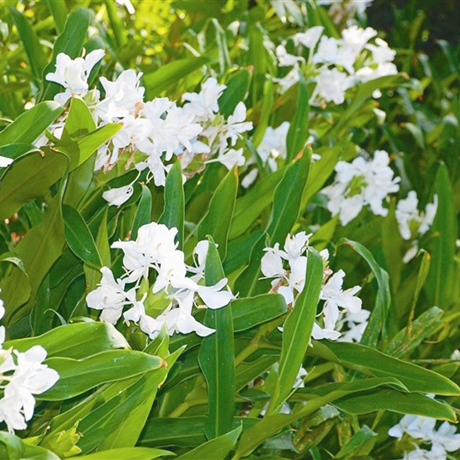 野薑花