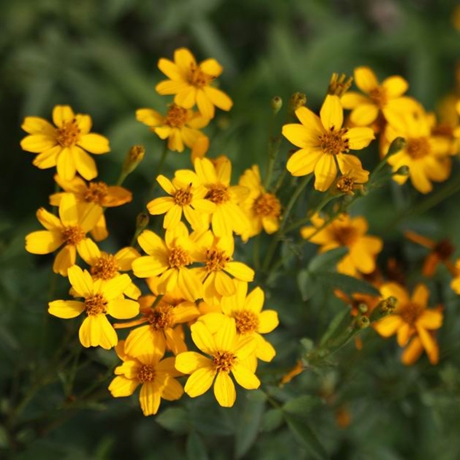 芳香萬壽菊