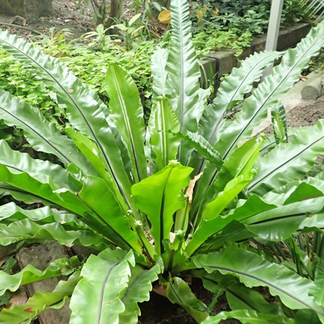 山蘇