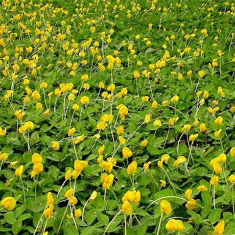 蔓花生