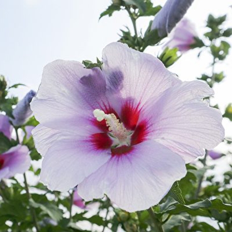 木槿