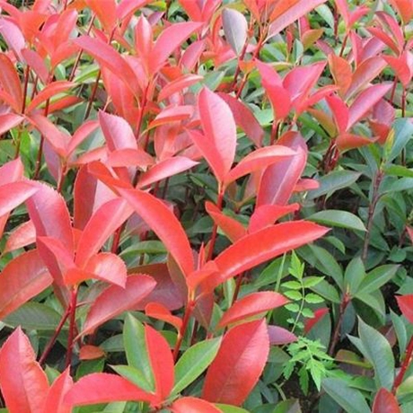 紅葉石楠
