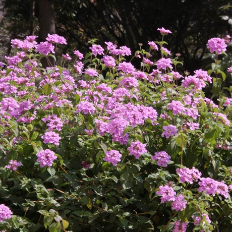 紫花馬纓丹