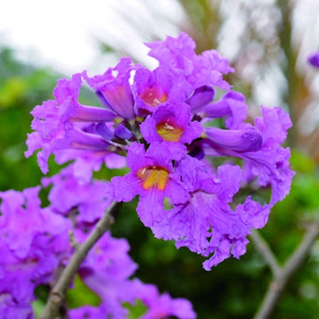 紫花風鈴木