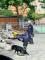 義消領犬員參加IRO認證2_0