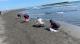 旗津海水浴場沙灘-清除沙灘上油污及警戒線佈設