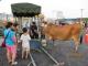 現場安排大黃牛及牛車，讓民眾體驗古早農村味。.JPG