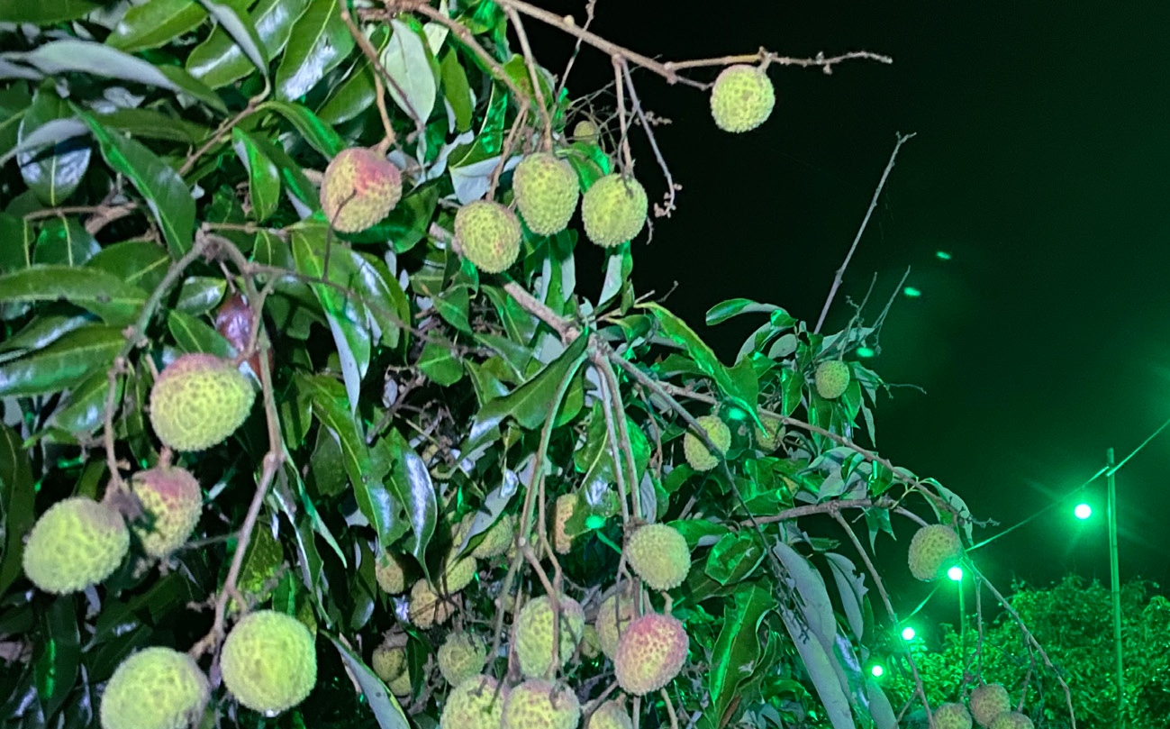 夜間照明防治荔枝細蛾技術