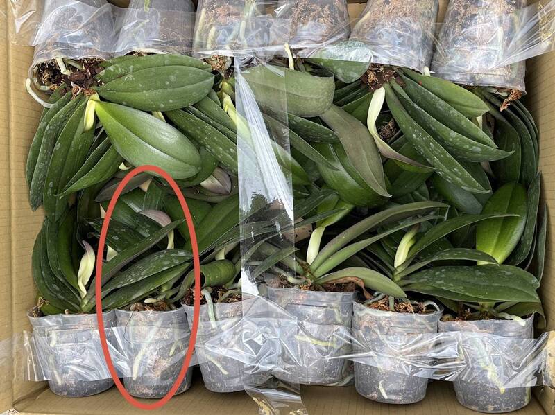 花創中心完成蝴蝶蘭種苗碳足跡盤查。(花創中心提供)