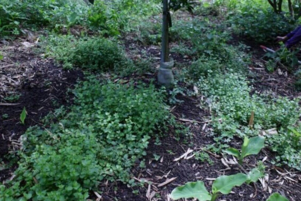 農業淨零新利器 多元草種提升果園固碳量