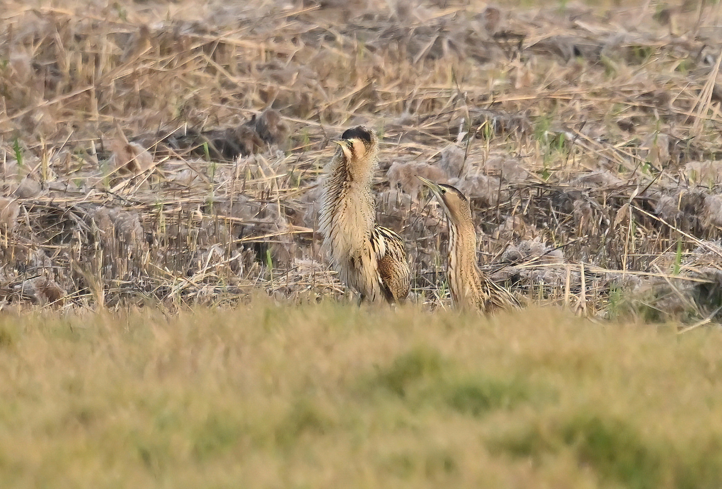稀有冬候鳥現身！ 茄萣濕地驚見「大麻鷺」鳥友搶拍