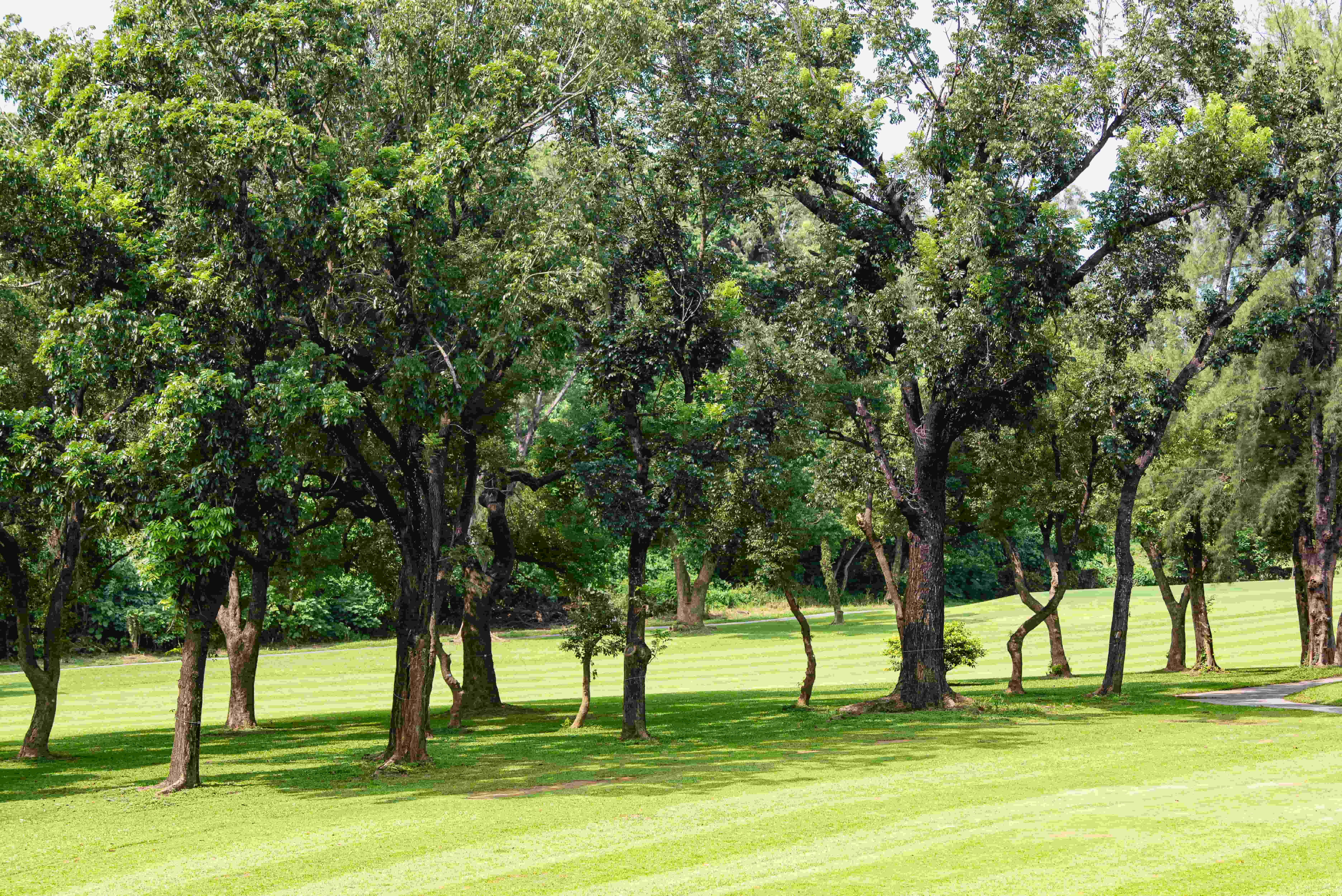 春天帶回家！ 果嶺自然公園3/8婦女節贈苗展現「她魅力」