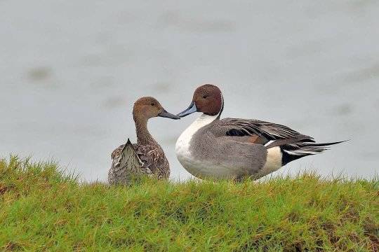 水上倒立秀 茄萣濕地最萌屁股天團「尖尾鴨」羽你相遇！