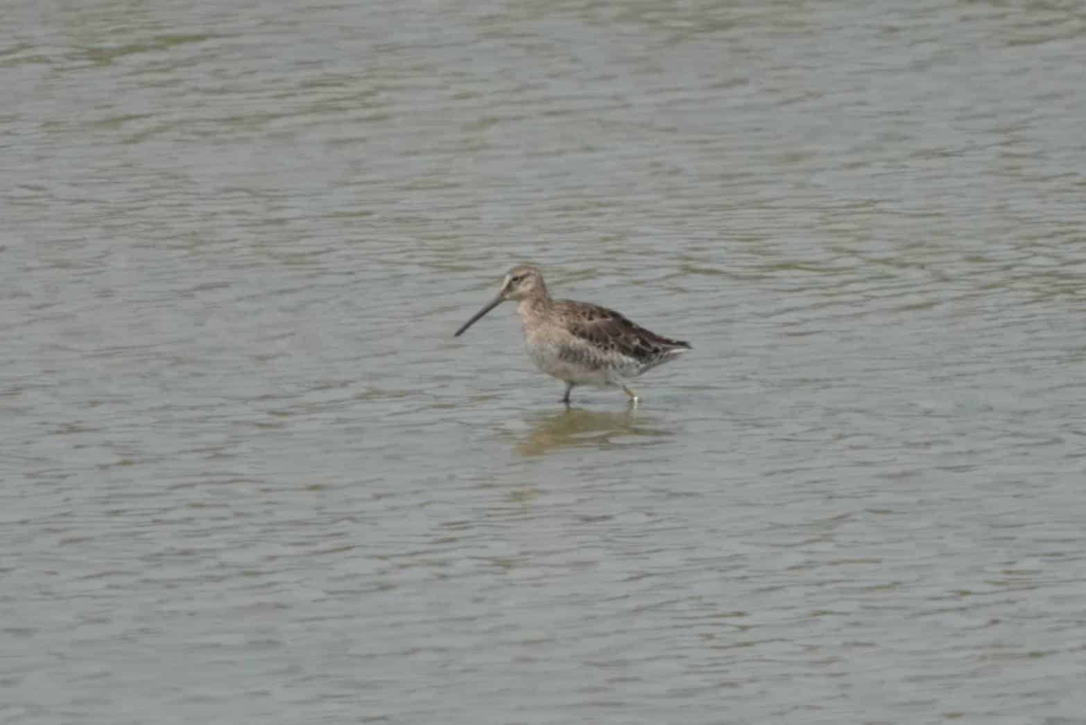 茄萣濕地冬候鳥季進入尾聲   過境水鳥譜寫生命新篇章！