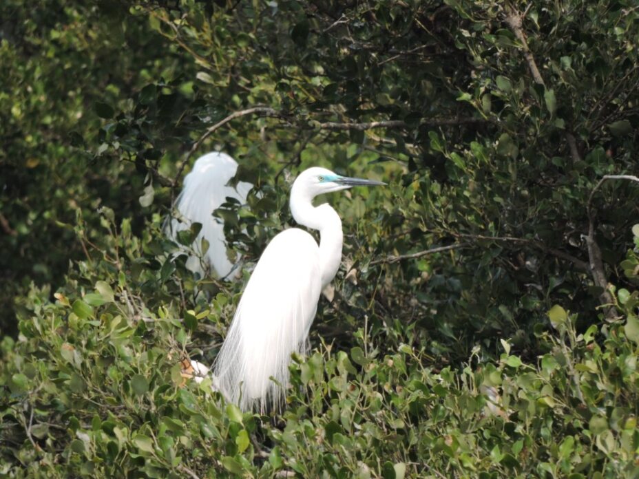 春天限定浪漫 看鷺科鳥類銜枝定情 共築援中港春日情歌