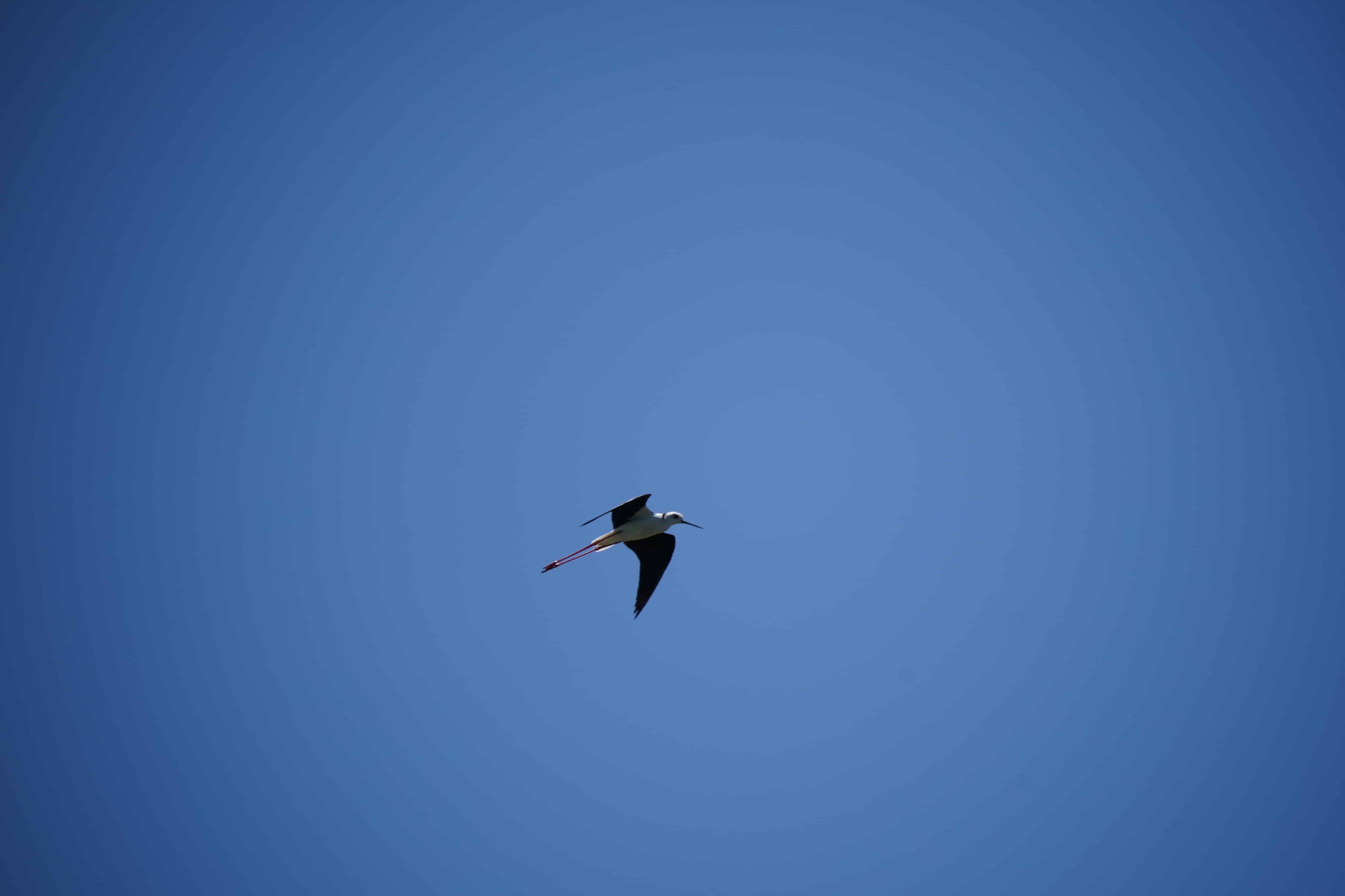 鳥界超模登場！永安濕地高蹺鴴育雛萌樣吸睛