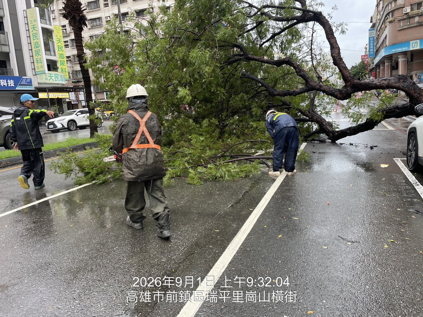高市保泰路路樹倒伏 公園處迅速排除恢復交通