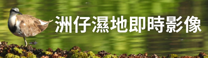 洲仔濕地即時影像 
