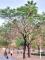 113年3月9日勞工公園楝樹樹型優美 是型塑良好景觀常用的行道樹_0