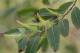 (圖2)水社柳是斑蝶和黃領蛺蝶幼蟲的食草植物_0