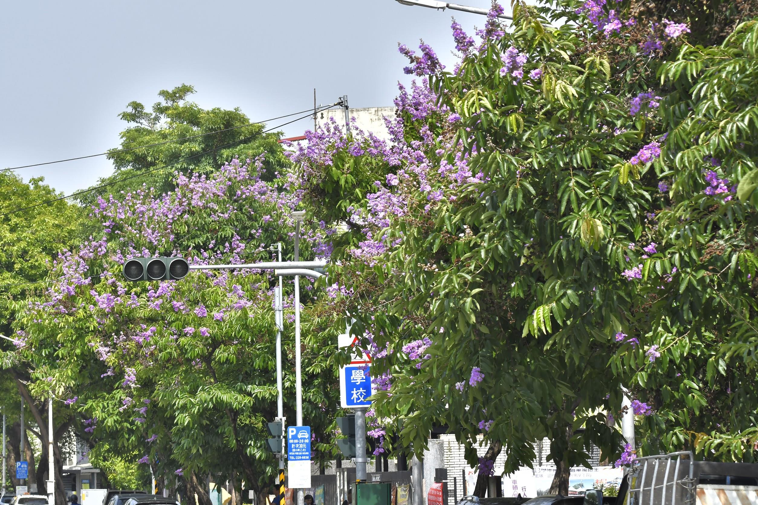 「爆炸樹」大花紫薇現正盛開 掀起高雄街頭紫色浪潮