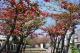 [圖四] 欖仁一樹紅葉非常具有特色，比起楓槭葉紅毫不遜色。