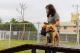 [圖4] 新設的寵物活動區依犬隻體型分為大小犬活動空間。