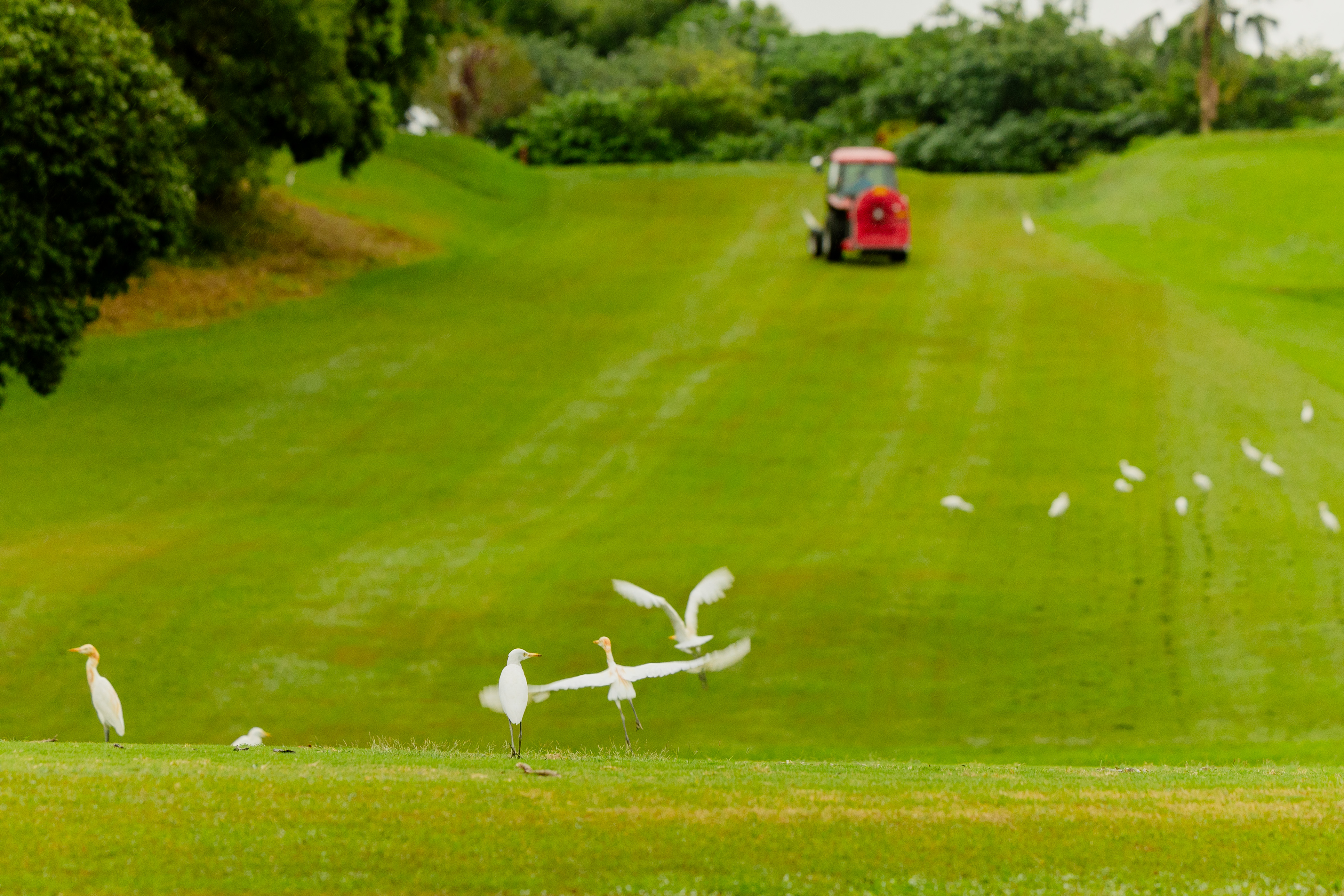 除草機與白鷺鷥的對話