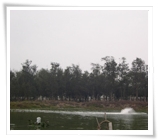 Mangrove(Fish pond)
