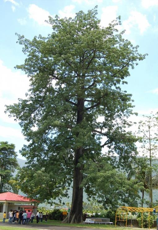吉貝木棉樹