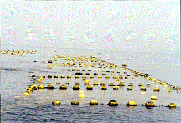 箱網養殖漁業照片